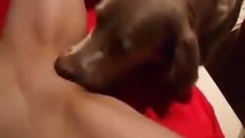Animal sex video dog licks pussy his mistress