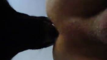 Black dog licks and fucks naked man's anal