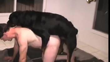 Ebony Rottweiler dog pounds guy on the ground