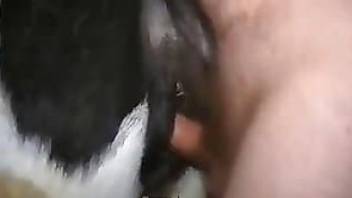 Dirty-minded farmer fucks a pretty young cow