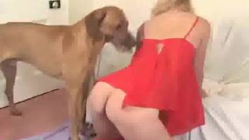 Canine adores his female owner so intensely that he screws her