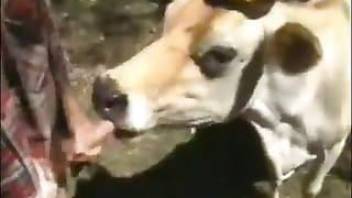 Naughty cowboy having pet fuck with his cow