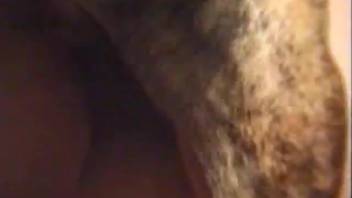 Horny vixen gets her dog to tongue her slit