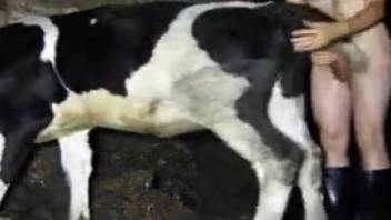 Bestiality videos featuring rough doggy-style pounding