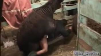 Incredible animal sex that'll make you climax