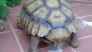 Beastiality tube vid with a turtle