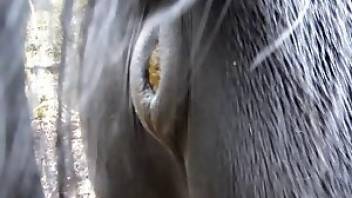 Beastiality video focusing on literal horse shit. Free bestiality and animal porn