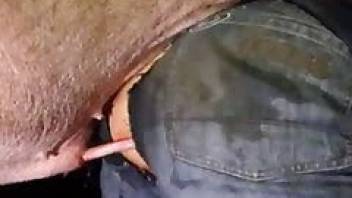 Bestiality tube vid with a hot pig