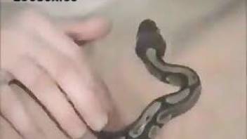 Animal XXX movie with a slithering snake