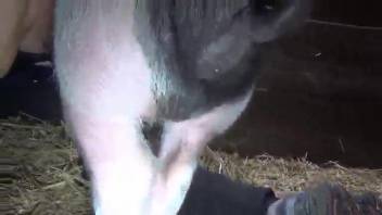 Swine penis showcased in bestiality porn clip
