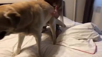 Canine intercourse showcased in bestiality adult videos available now