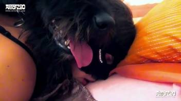 Banging a canine in the doggy position