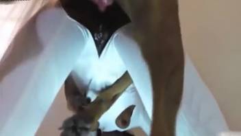 Canine screwing female in doggy position