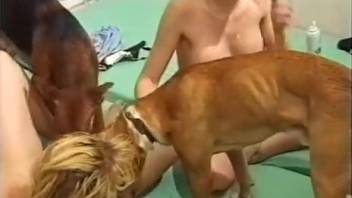 Experience the top bestiality tales at no cost