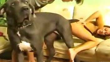 Doggy style dog sex with an amateur