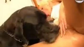 Dog cock blowjob from a blonde slut