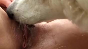 Two babes fuck with a big white doggy
