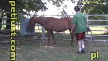 Man having sex with a brown cute horse