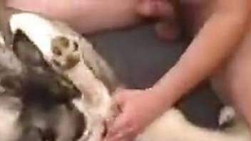 Guy skillfully turns on the dog to fuck animal