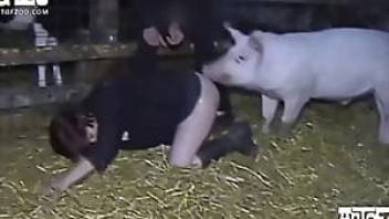 Animals sex video with a sexy pig