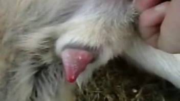 Animal pussies from dog sex videos