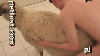 Awesome sheep sex scene with a stud