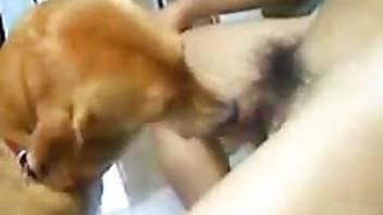 Dude goes wild fucking a dogs cunt