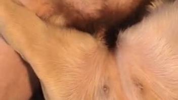 Guy banging canine in a steamy adult clip