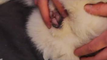 Canine intercourse video featuring authentic climaxes