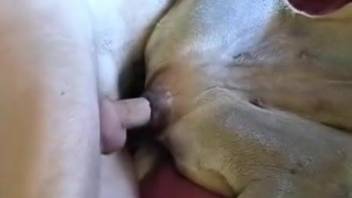 Canine vagina penetrated in zoophilia video