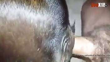 Animal porn with hardcore ufkcing