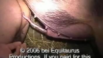 Man penetrated by swine in doggy position