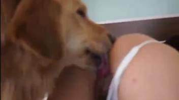 shaggy dog licks pussy with hair cute babe