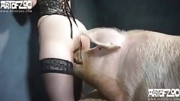 Pig porn movie showing some scary stuff