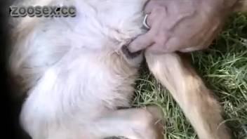 Cute doggy stimulated by a horny man