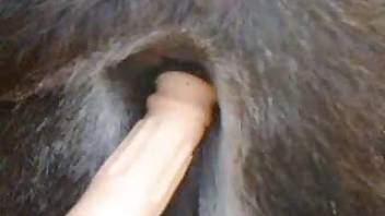 Filthy horse bestiality dildo porn action